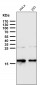 Anti-p16 INK Monoclonal Antibody